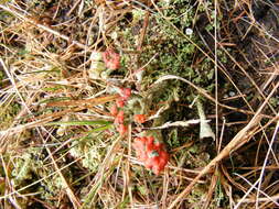 Image of Cladonia coccifera