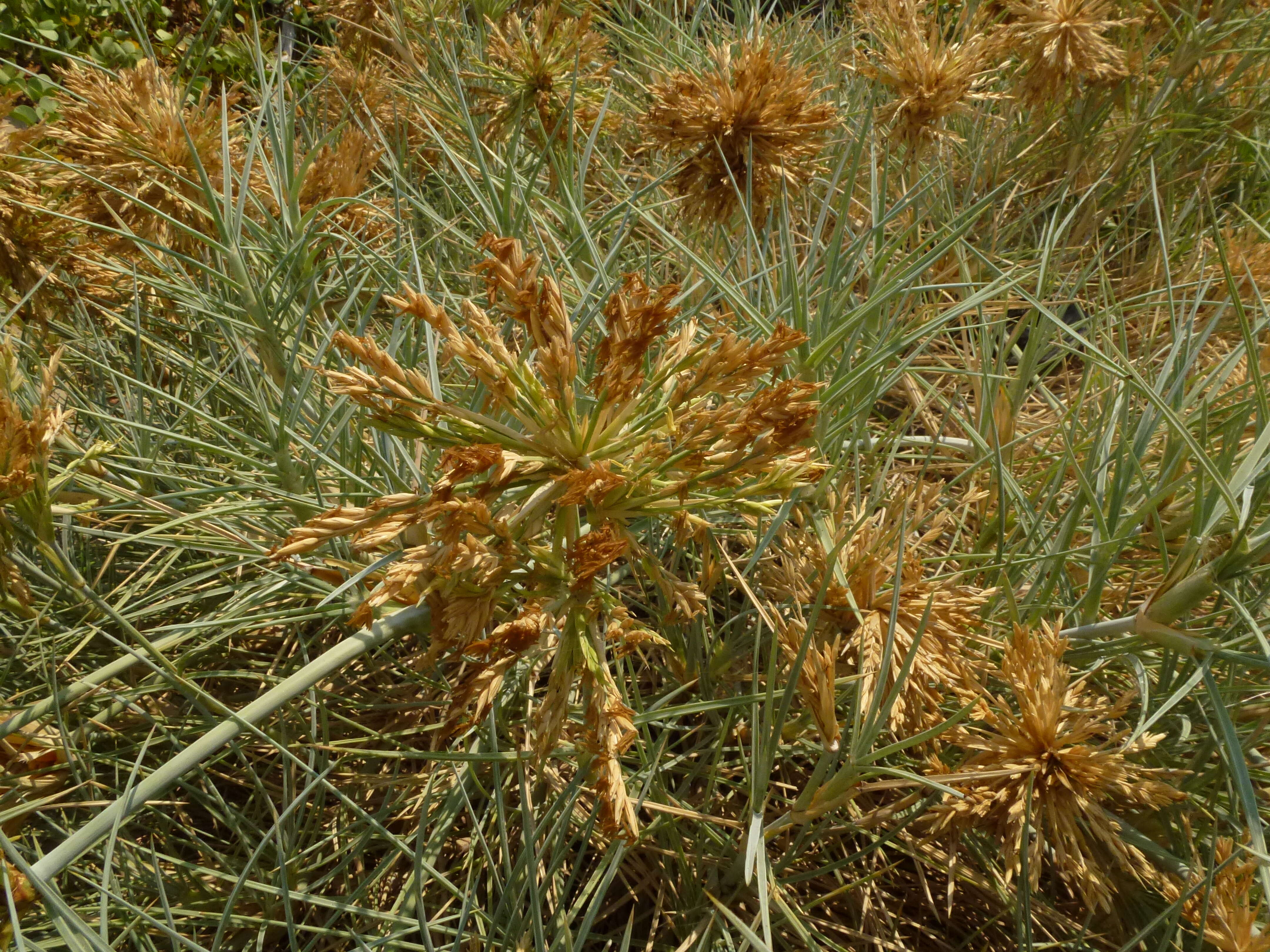 Imagem de Spinifex littoreus (Burm. fil.) Merr.