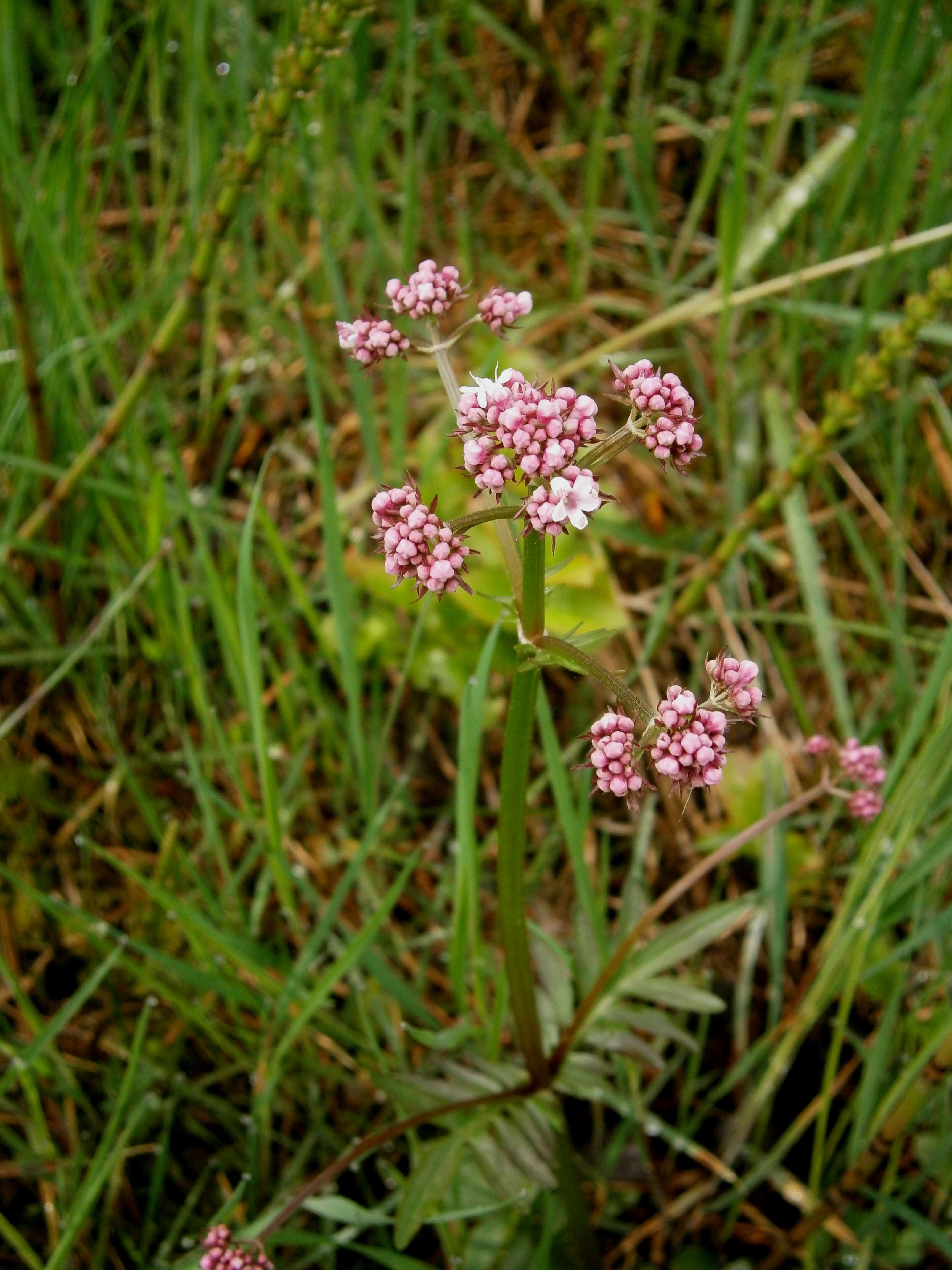 Image of marsh valerian