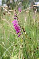 Imagem de Gladiolus imbricatus L.