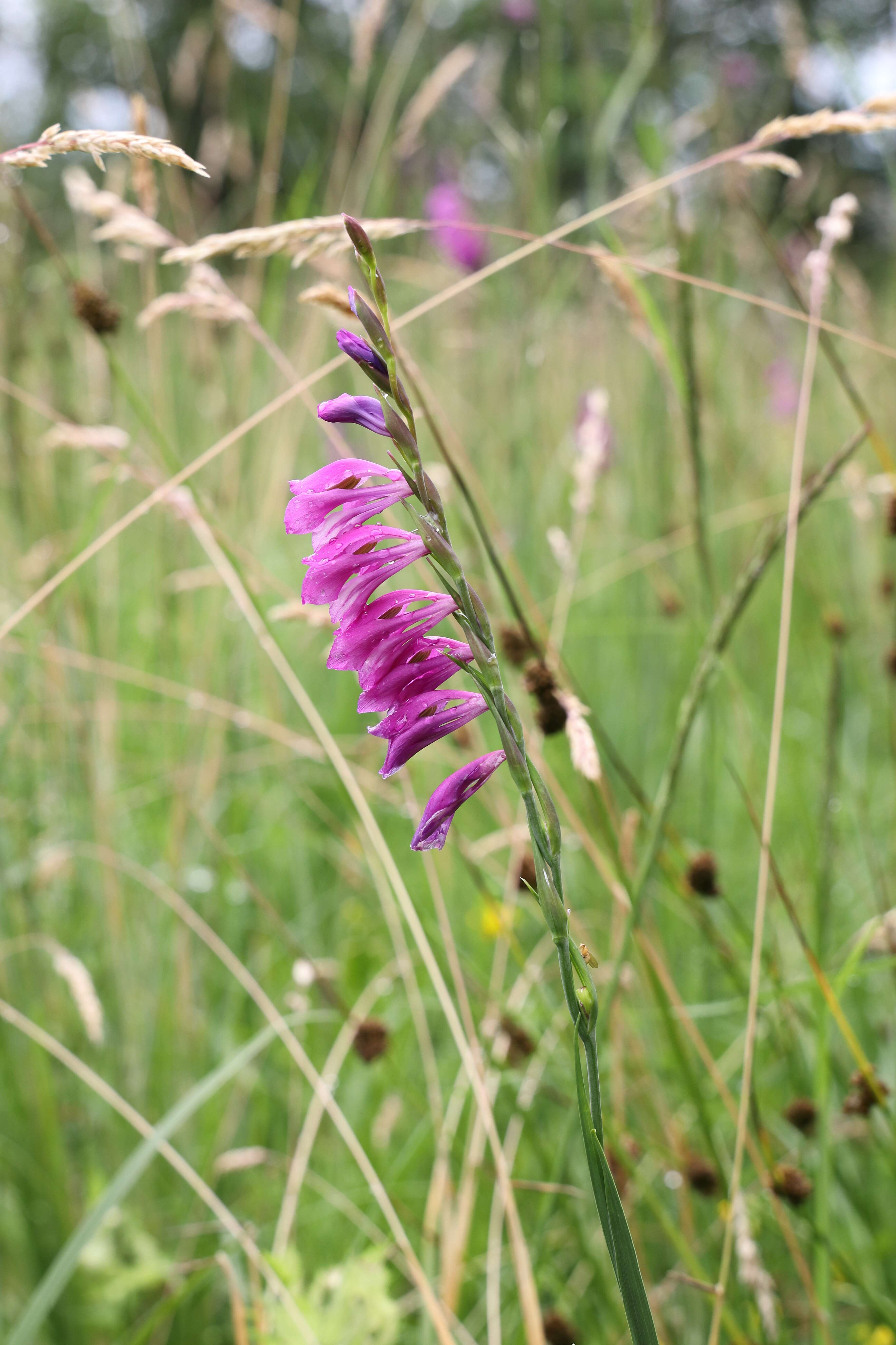 Imagem de Gladiolus imbricatus L.