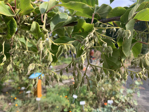 Imagem de Pterostyrax hispidus Sieb. & Zucc.