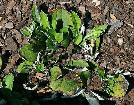 Antennaria parlinii Fern. resmi