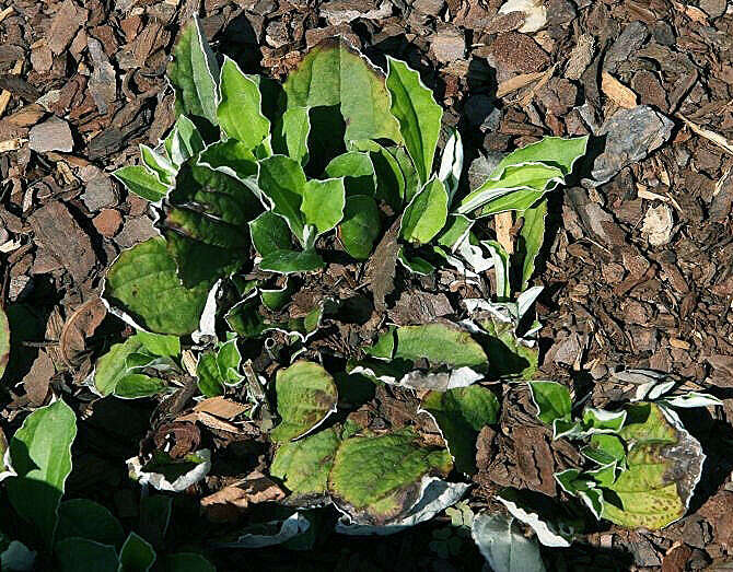 Imagem de Antennaria parlinii Fern.