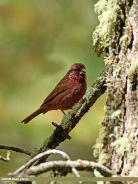 Plancia ëd Carpodacus rhodochlamys (Brandt & JF 1843)