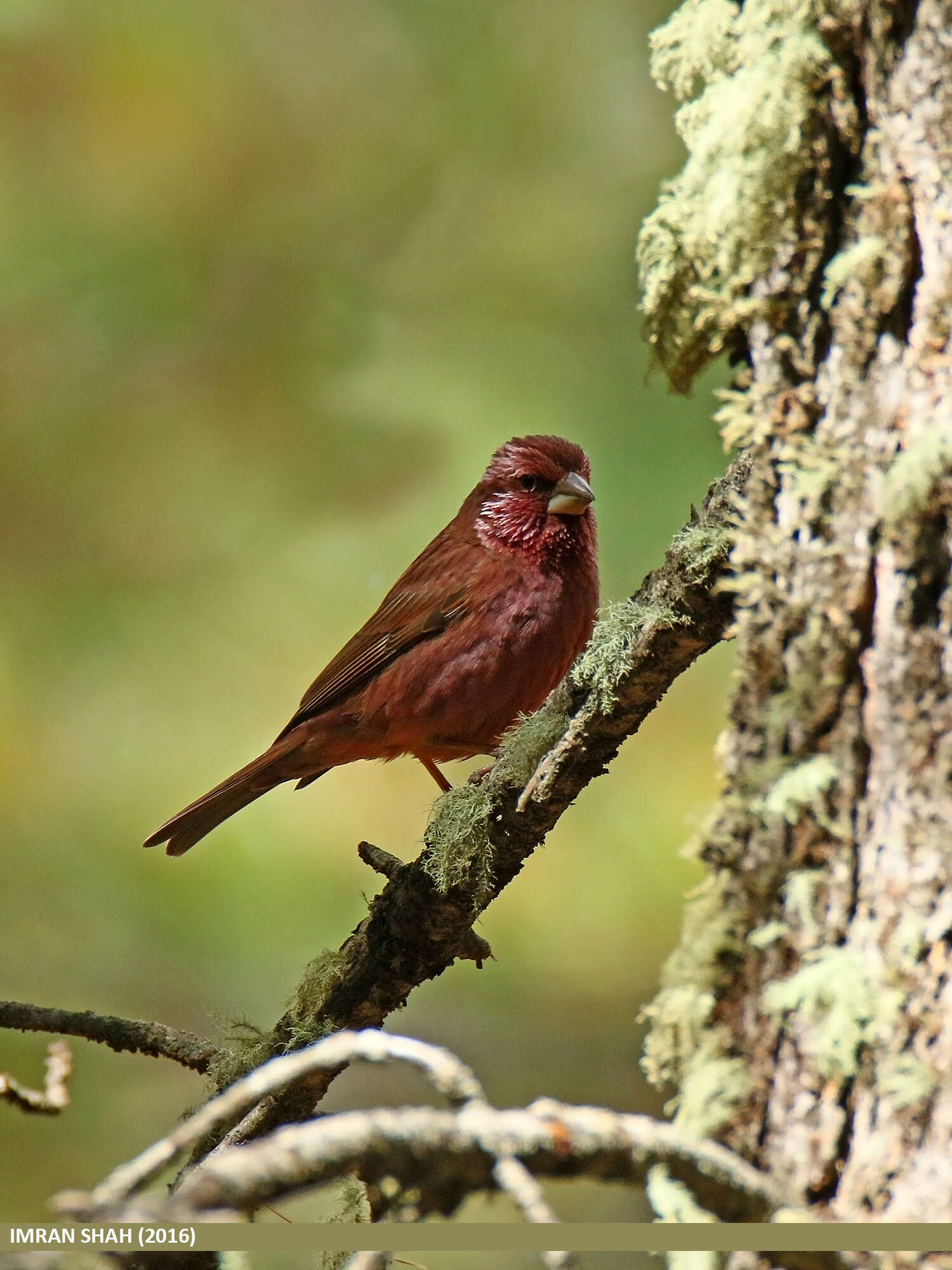 Plancia ëd Carpodacus rhodochlamys (Brandt & JF 1843)