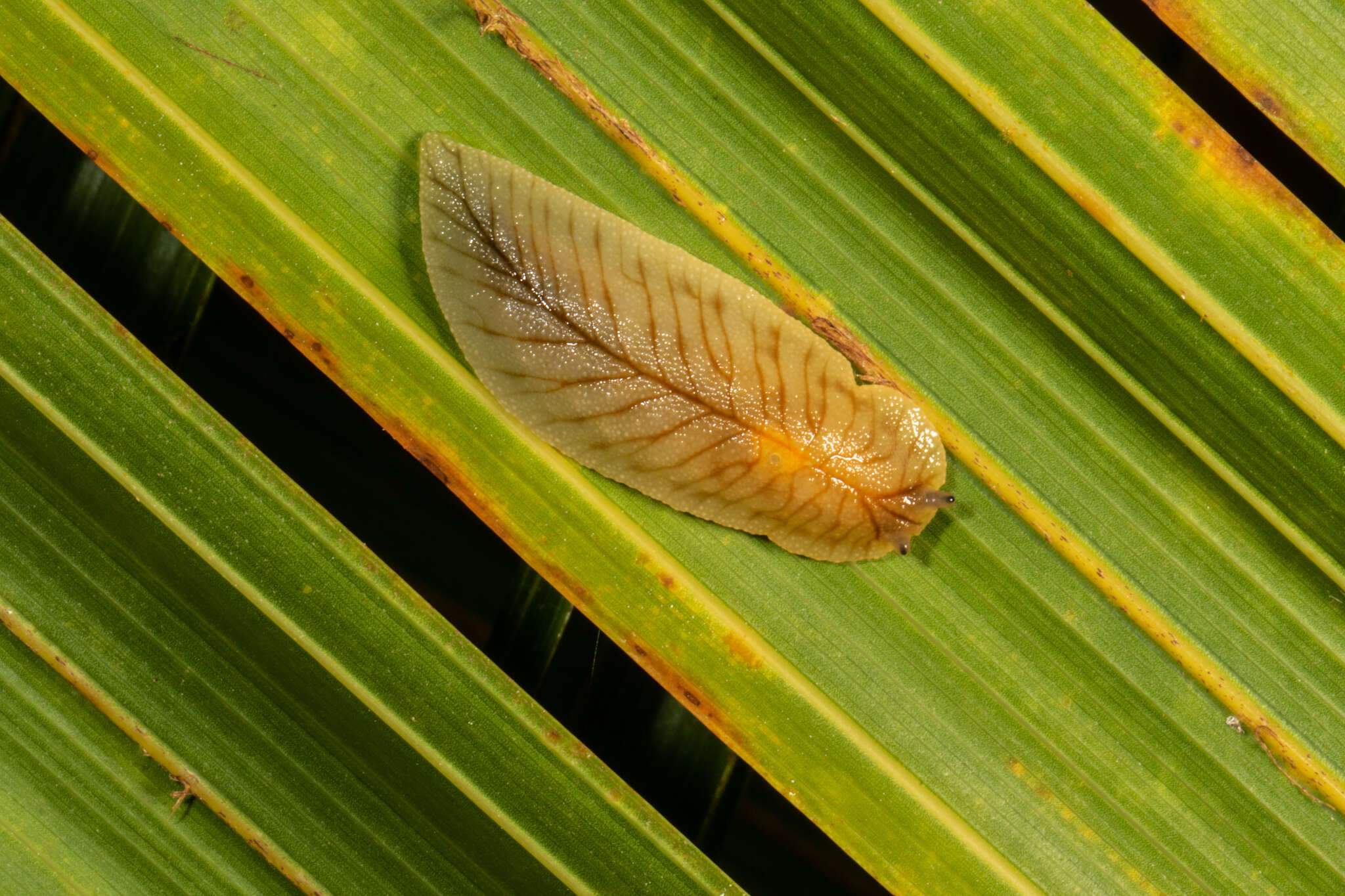 Image of Leaf-veined slug