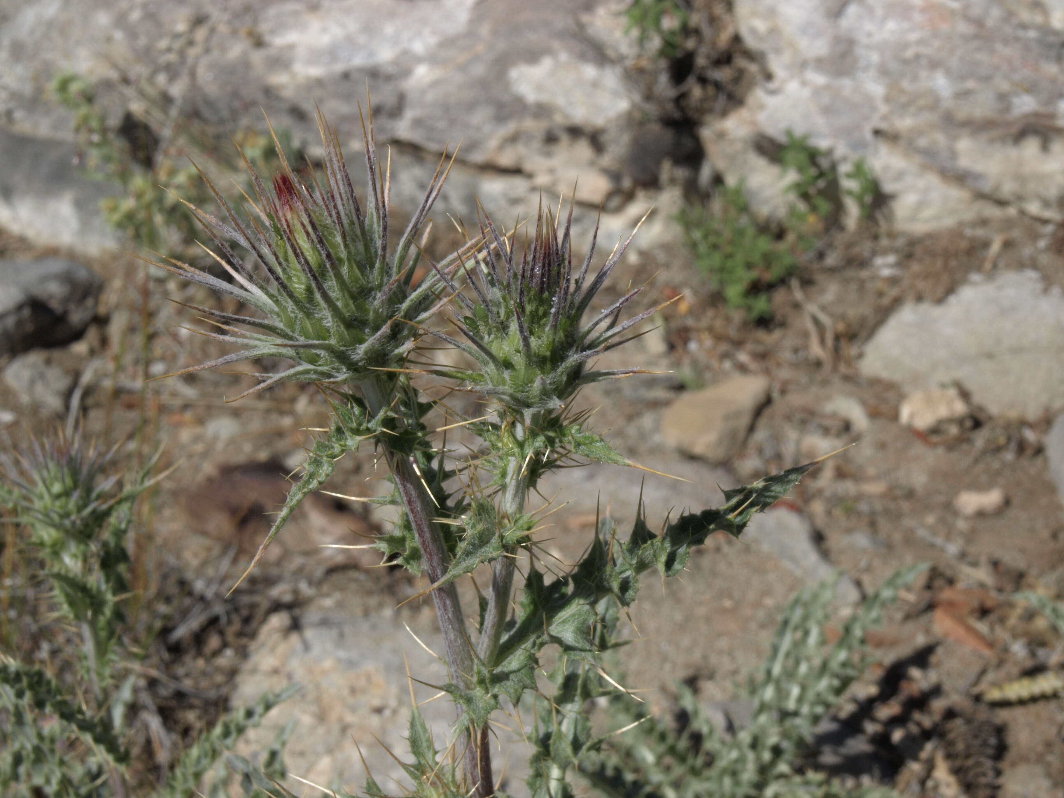 Image of Arizona thistle