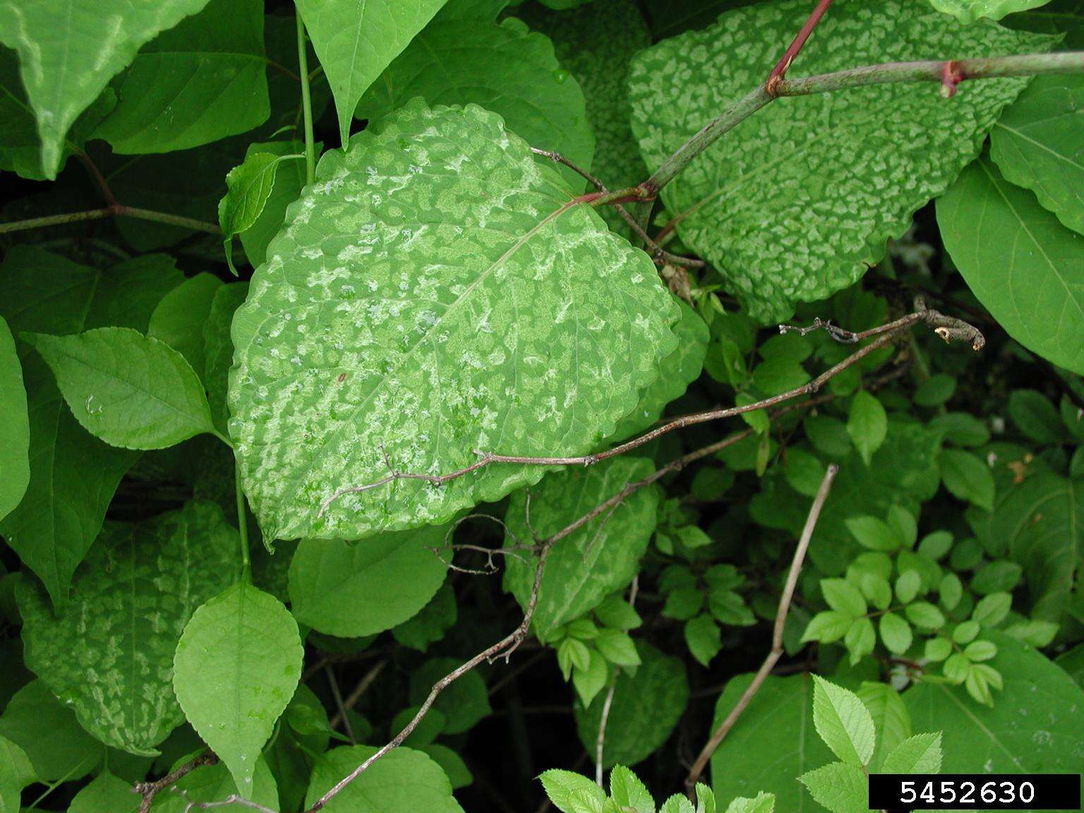 Image of Japanese Knotweed