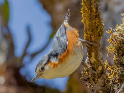 Image of White-browed Nuthatch