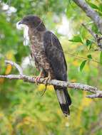 Image of Crested Honey Buzzard