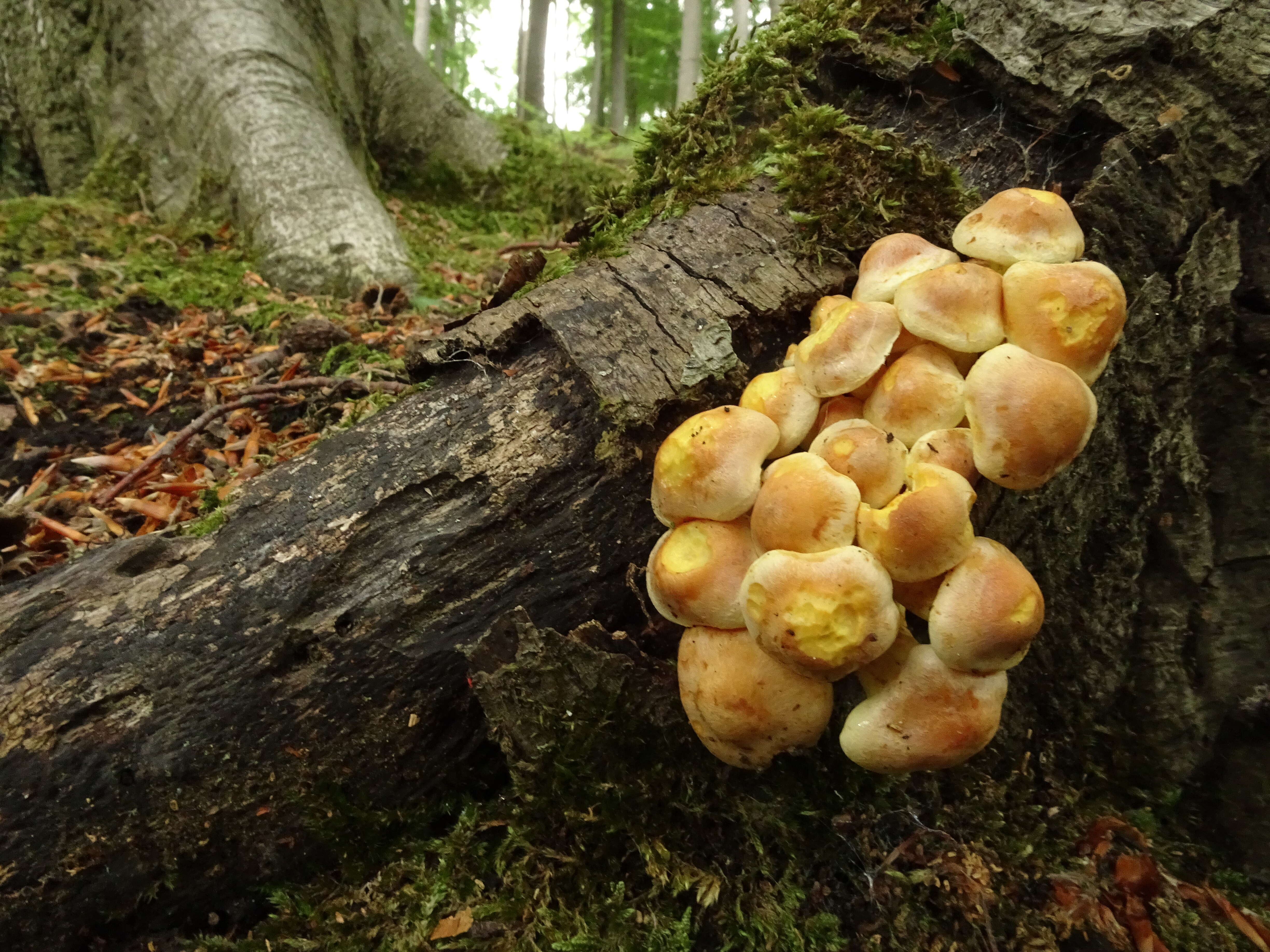 Image of Hypholoma fasciculare (Huds.) P. Kumm. 1871