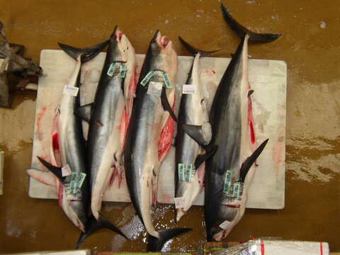 Image of mackerel sharks