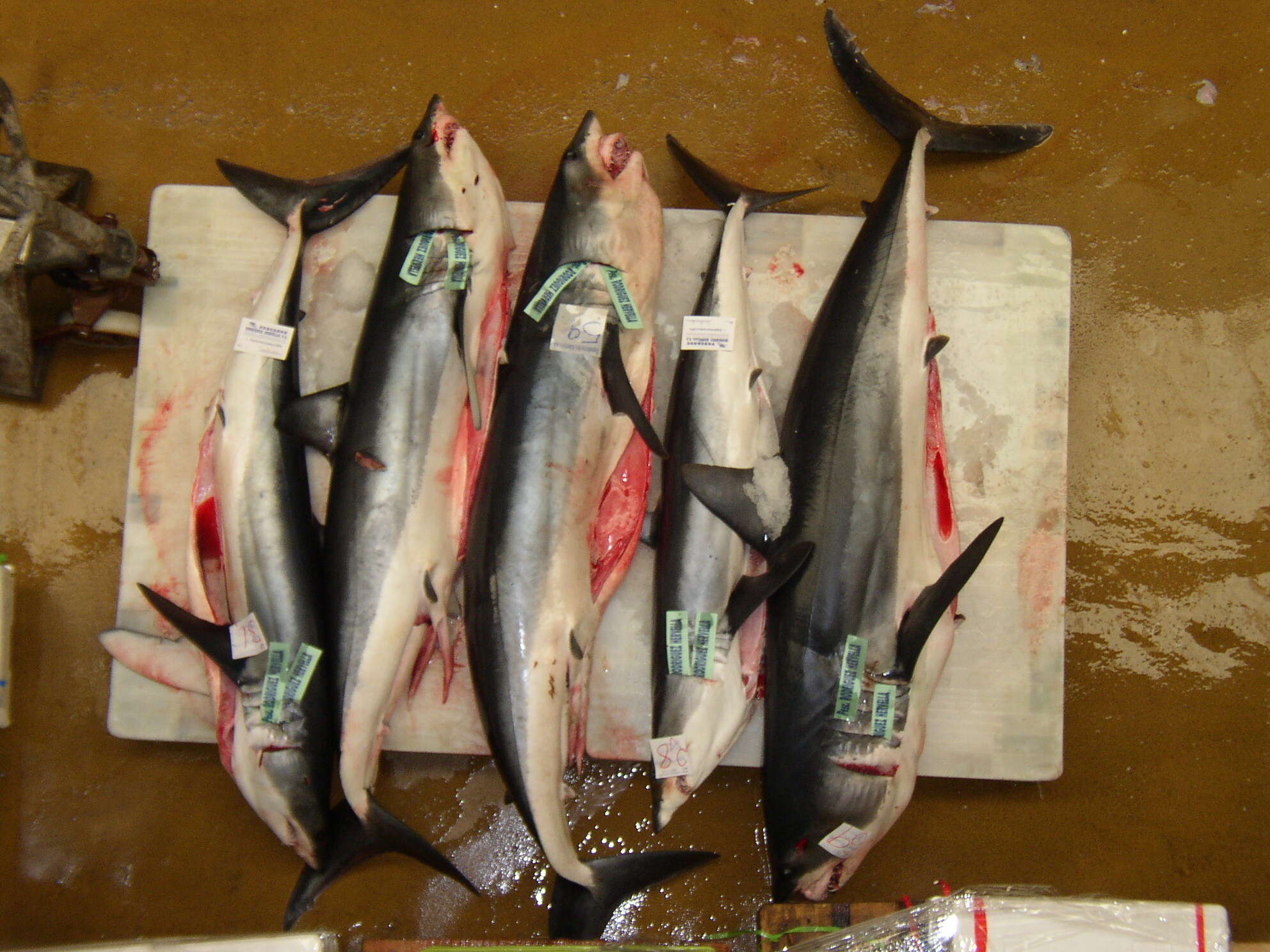 Image of mackerel sharks