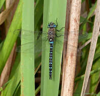 Image of Migrant Hawker