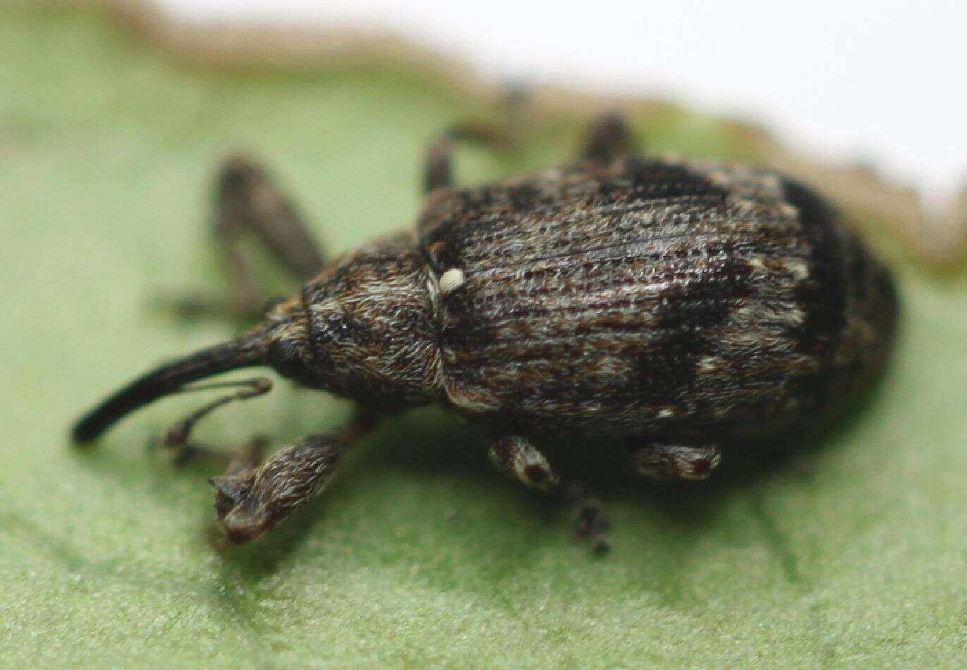 Image of Weevil