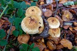 Pholiota squarrosa (Vahl) P. Kumm. 1871 resmi