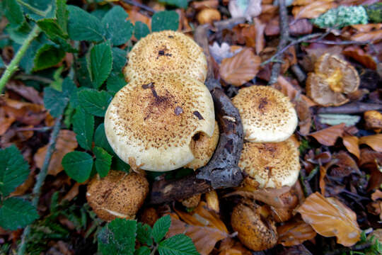 Pholiota squarrosa (Vahl) P. Kumm. 1871 resmi