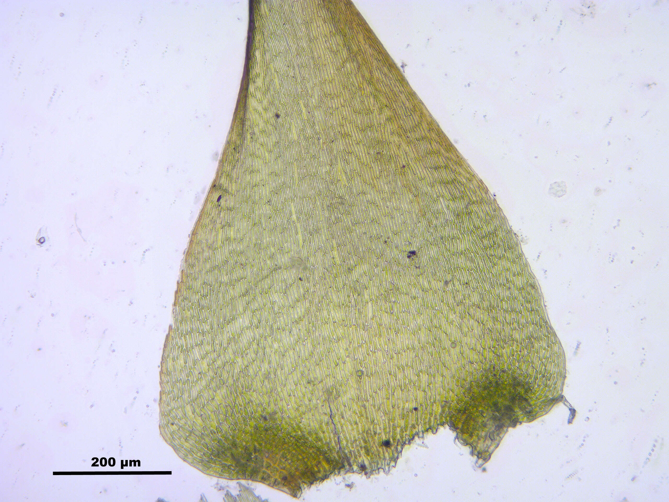 Слика од Campylium stellatum