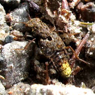 Image of Gold-and-brown Rove Beetle