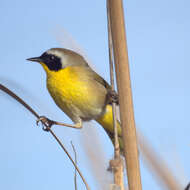 Geothlypis trichas (Linnaeus 1766) resmi