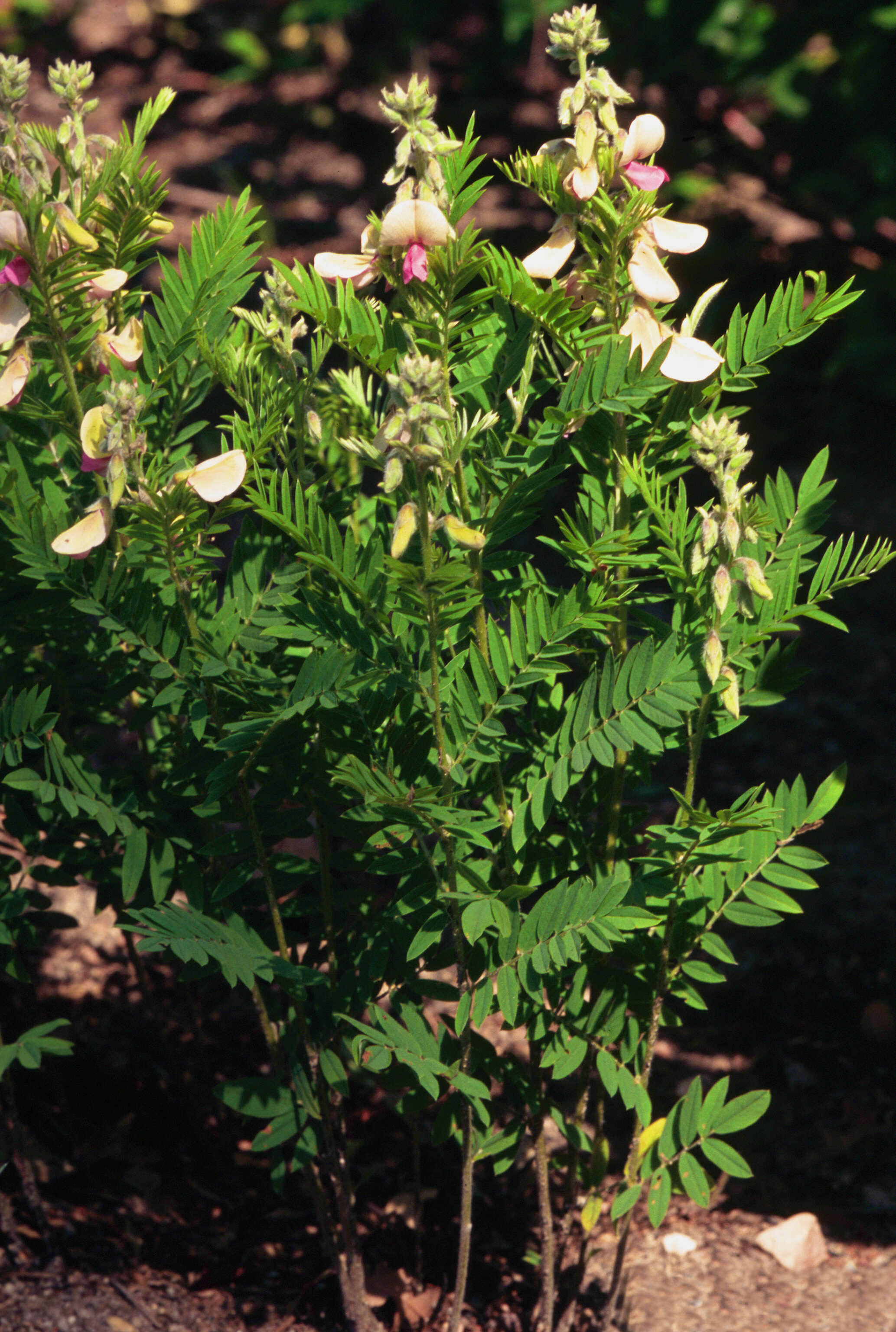 Image of Virginia tephrosia