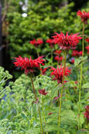 Image of scarlet beebalm