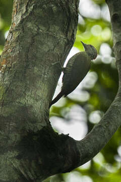 Image of Fine-banded Woodpecker