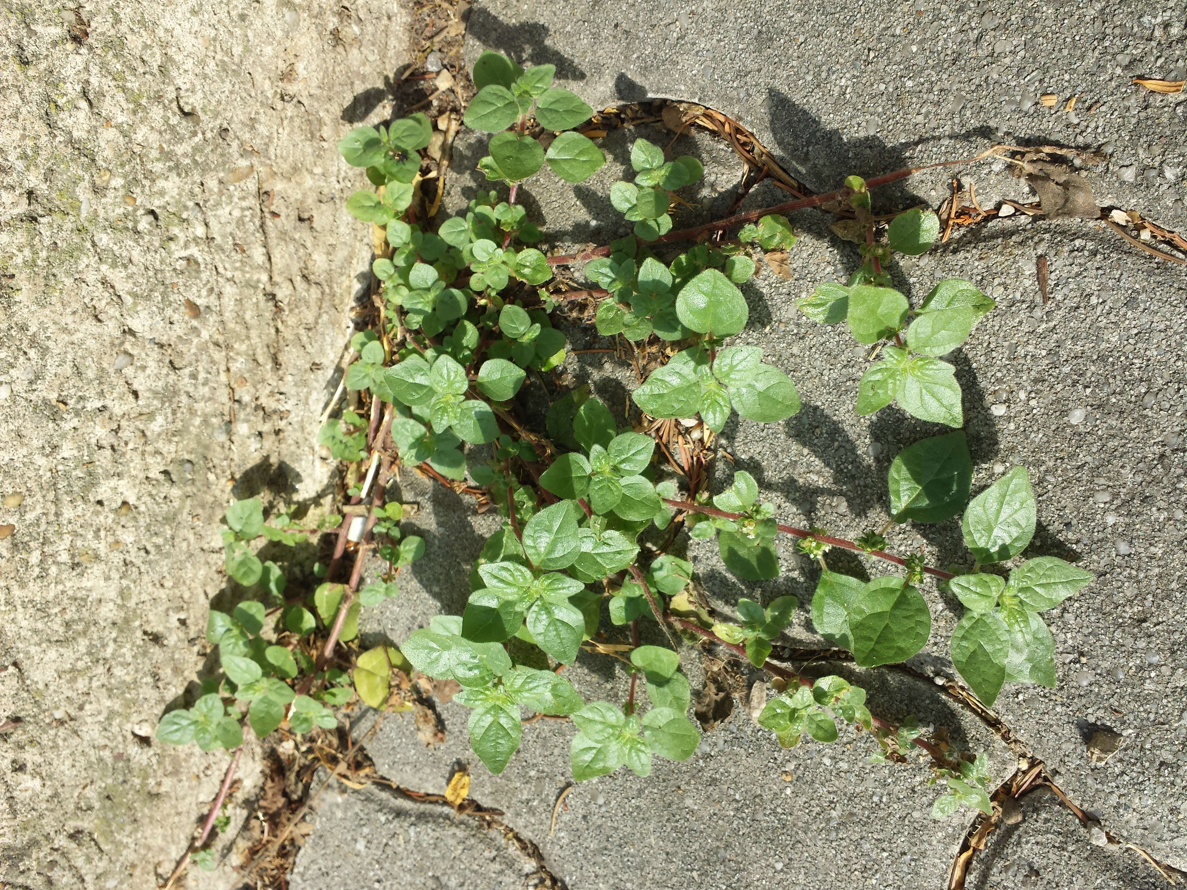 Image of pellitory-of-the-wall