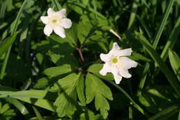 Imagem de Anemone nemorosa L.