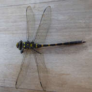 Image of golden-ringed dragonfly