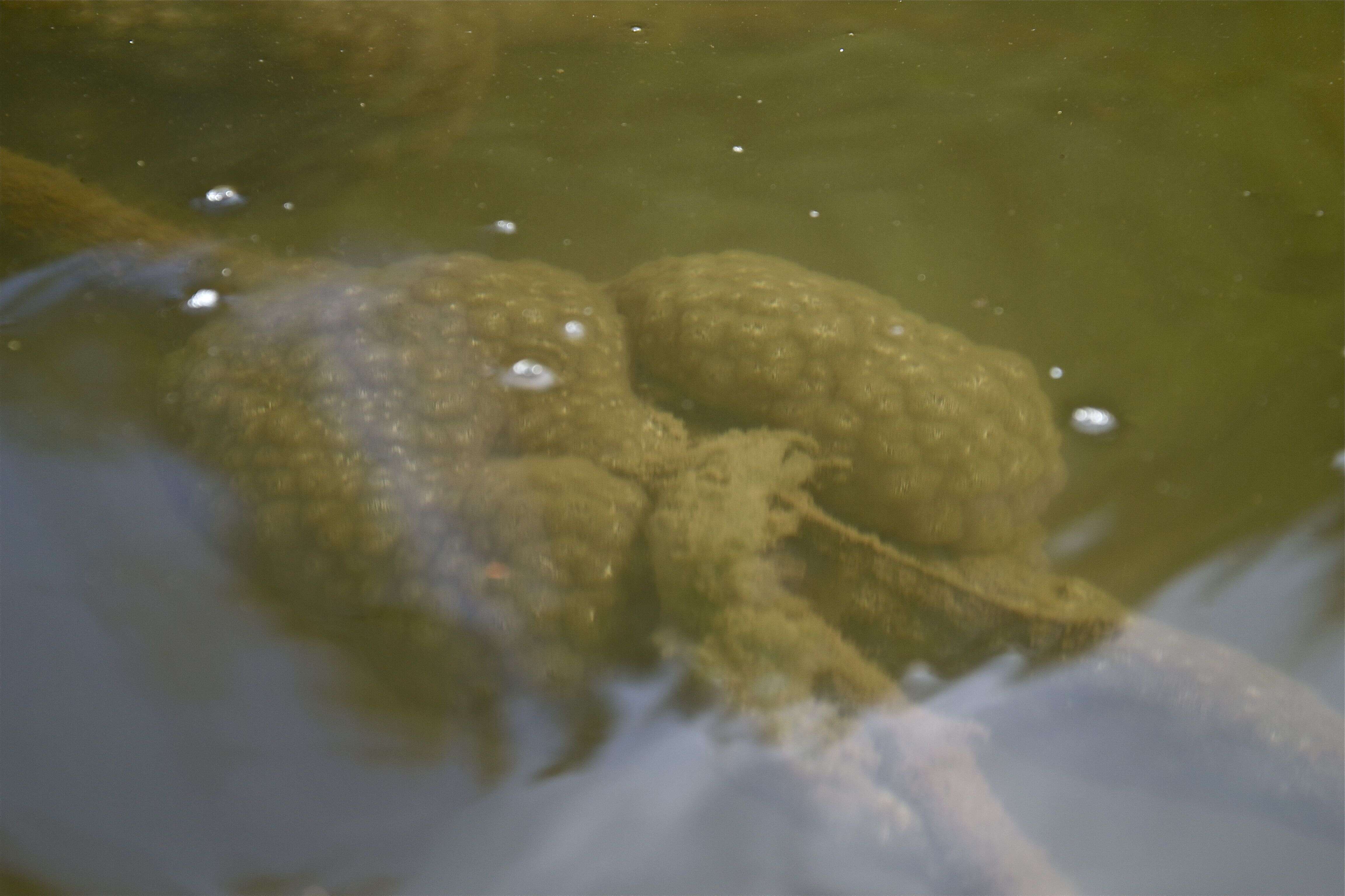 Imagem de Pectinatella magnifica