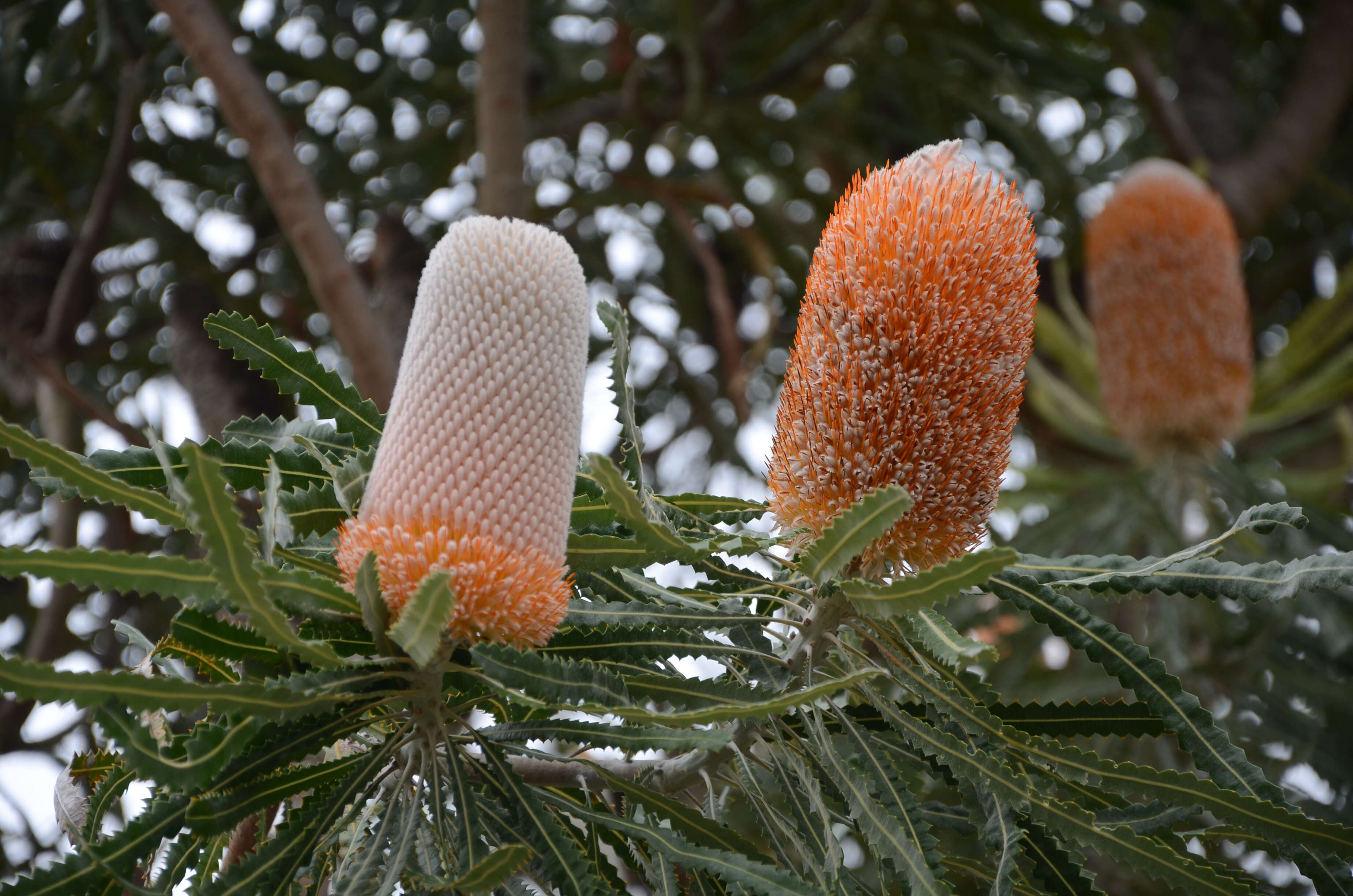 Image of Acorn Banksia