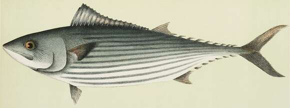 Image of Australian Bonito