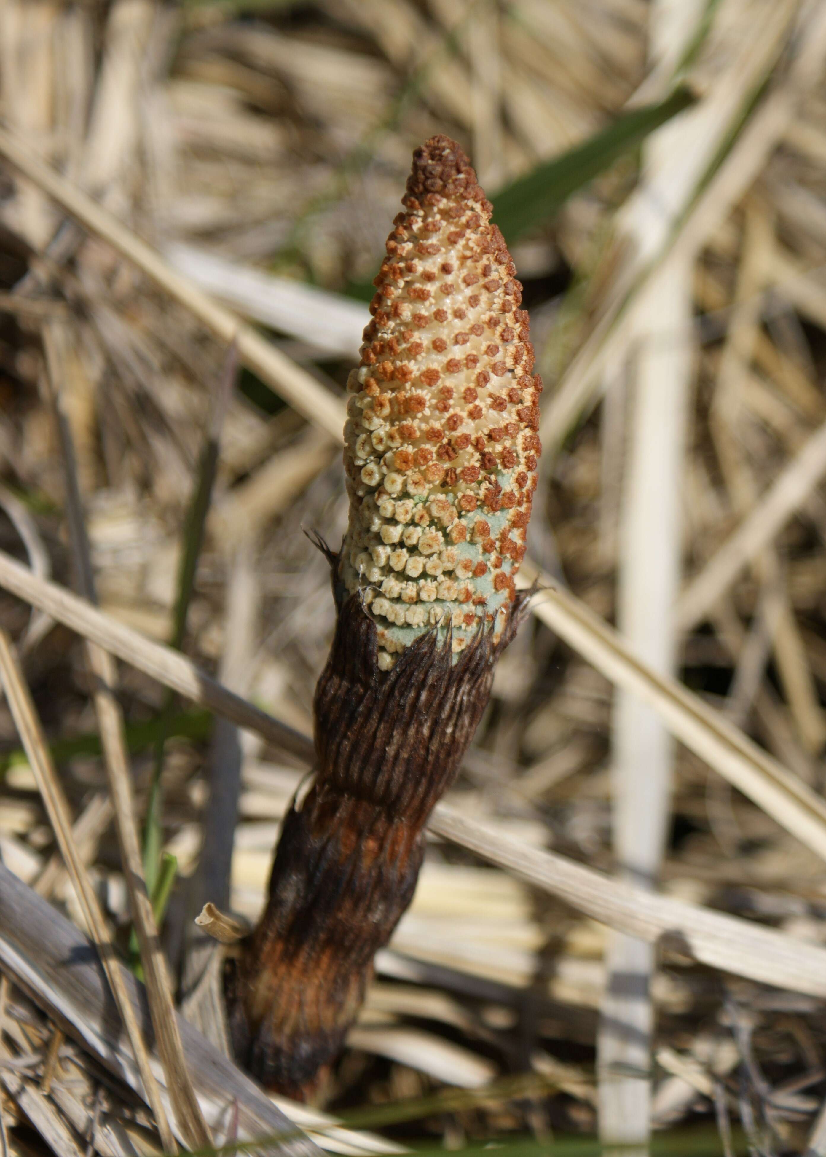 Image of Great Horsetail