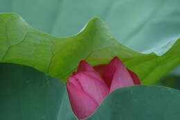 Image of sacred lotus