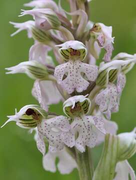 Image of Milky orchid