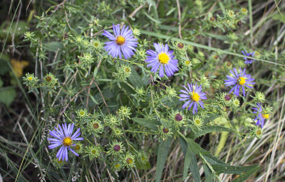 Image of aromatic aster