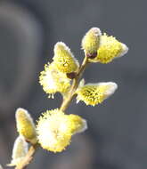 Image of goat willow