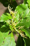 Image of Coprosma acutifolia Hook. fil.