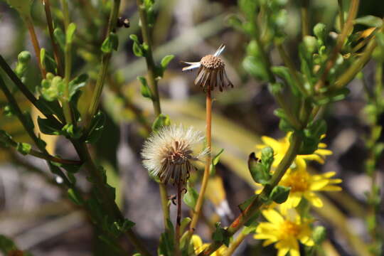 Image of coastal plain goldenaster