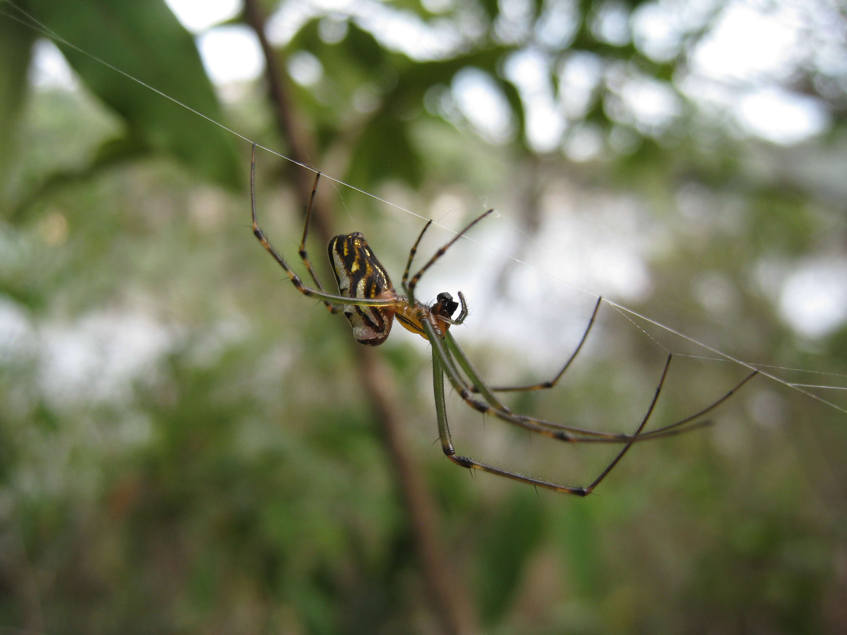 Image of Leucauge granulata (Walckenaer 1841)