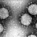 Image of Alphacoronavirus 1