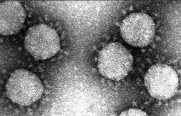 Alphacoronavirus 1 resmi