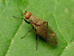 Image of heleomyzid flies