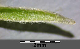 Image of narrowleaf hawksbeard