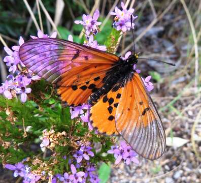 Image of Acraea horta Linnaeus 1764