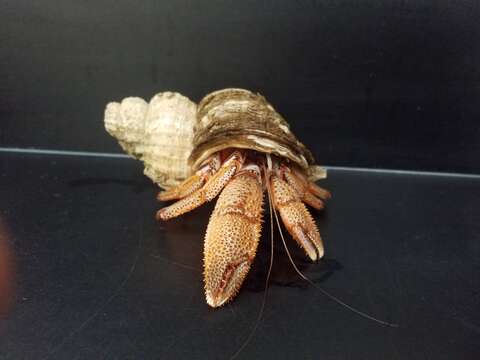 Image of armed hermit crab