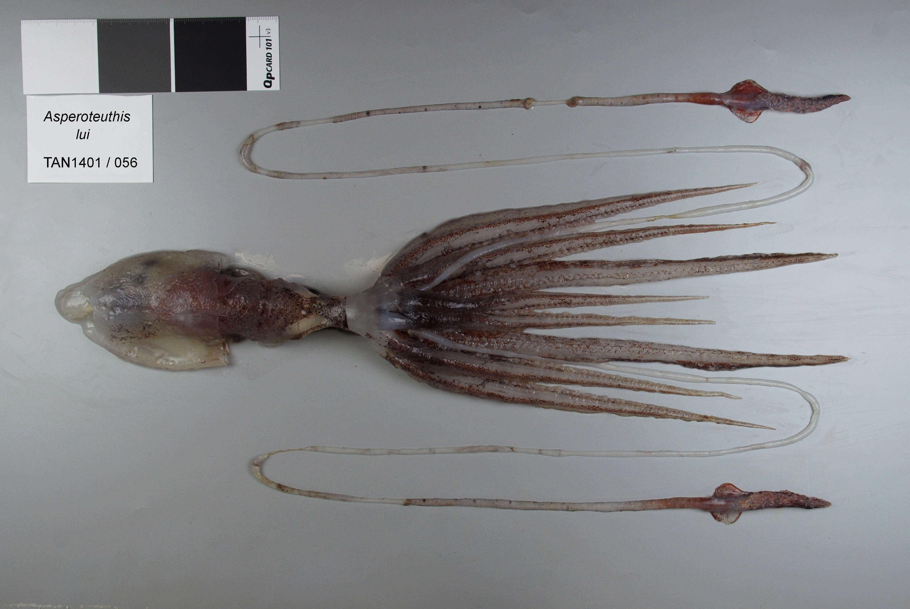 Image of Asperoteuthis lui Salcedo-Vargas 1999