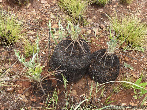 Image of Dwarf Cycad